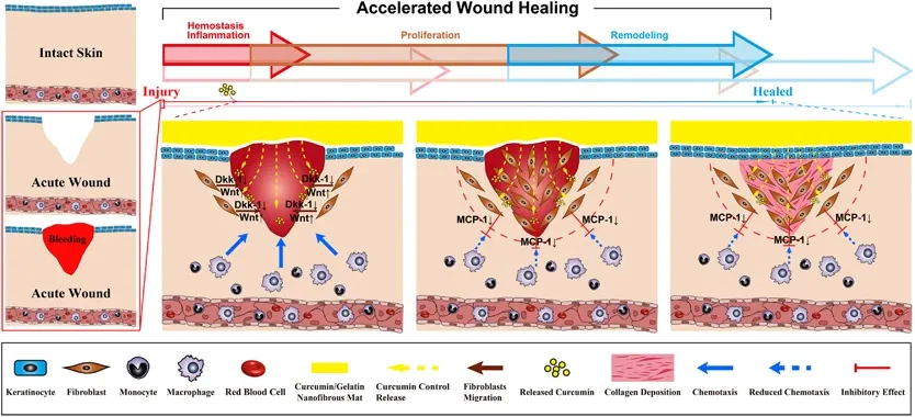 Accelerated Wound Healing